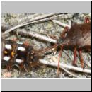 Picromerus bidens - Zweizaehnige Dornwanze attackiert Acronicta rumicis - Ampfereule 01e.jpg